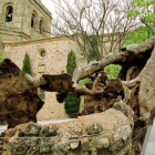 Foto de archivo del viejo olmo objeto de polémica en Soria.