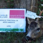 Un cazador fue sorprendido el domingo con una cabeza sin precinto