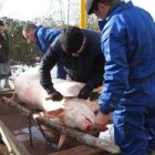 Los participantes limpian el cerdo, ya muerto.