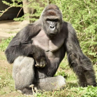 El gorila Harambe, en una imagen facilitada por el zoo de Cincinatti.