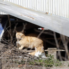 Un gato callejero, en una imagen de archivo. MARCIANO PÉREZ