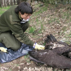 Levantamiento del cadáver de un buitre negro presuntamente muerto por envenenamiento.