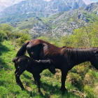 Los caballos pottokas llevan años viviendo en semilibertad en el valle de Anciles junto con las reservas de bisontes y búfalos. PELAYO GARCIA