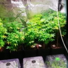 Plantas de diferentes tamaños localizadas en el interior del armario del detenido. DL