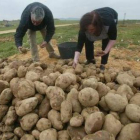 Agricultores recogiendo la cosecha de patatas.