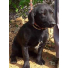 Uno de los cinco perros que iban a ser sacrificados por la Diputación Provincial y que han rescatado los socios de las protectoras y animalistas de las redes sociales. DL