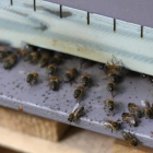 Unas abejas.