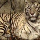 Un tigre bengala del zoo de Pekín.