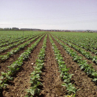Terrenos de cultivo de alubia en la provincia. DL