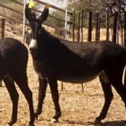 Un burro, con las orejeras reflectantes colocadas