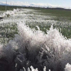 El hielo se cebó con León, como con esta parcela de Saelices del Payuelo. HÉCTOR DE PRADO CASTRO