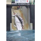 La foto polémica que muestra al cetáceo muerto junto a su cría