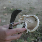 Recogida de setas en una de las zonas micológicas de la provincia de Zamora. DL