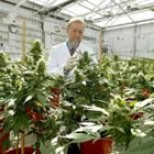 Un experto examina plantas de cannabis en una plantación en Holanda