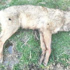 Estado en el que apareció el animal, con tiros por todo el cuerpo. DL
