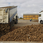 Un camión descarga la remolacha en el punto de recepción de la factoría de Azucarera Iberia en La Bañeza.