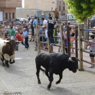 Vuelven los tradicionales encierros a Sahagún. ACACIO