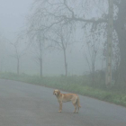 Un perro camina entre la niebla por una carretera de Ponferrada