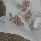 Las salchichas con alfileres y cristales encontrados por la Policía Municipal en un parque de Barajas.