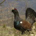 El urogallo cantábrico está en peligro de extinción al contar tan solo con 400 ejemplares.