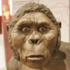 Imagen de la exposición «De mono a hombre», también de la Caixa, que estuvo en León hace