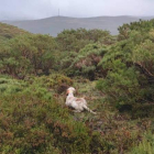 La Copa de España de Montaña hace parada nuevamente en León. DL