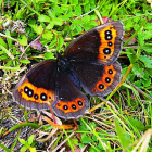 Una mariposa indentificada en León