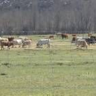 Un rebaño trashumante de vacas, en un pastizal de la provincia de León