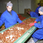 Dos mujeres seleccionan castañas en una de las empresas del Bierzo