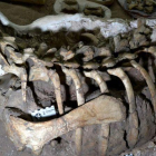 Los restos del esqueleto, denominado Mahuidarcursor, fueron presentados en el centro Cultural Alberdi de Neuquén.