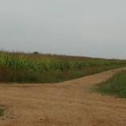 Campos de maíz en el Páramo