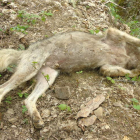 El lobo joven apareció muerto sin señales de violencia hace unos días entre Tejeira y Villar de Acero. DL