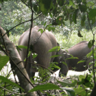 Foto facilitada por Parques Nacionales de Gabón que muestra a dos elefantes ocultos en la junga en el Parque Nacional de Luango.
