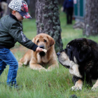 Los perros son capaces de interpretar desde cachorros gestos y miradas de los humanos. jesús f. salvadores