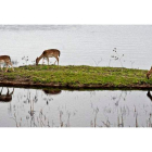 Tres gamos pastan en un islote originado por la crecida en las marismas de Doñana.