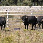 Toros de Valdellán en la dehesa de la ganadería.