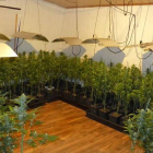 Plantación de marihuana encontrada en Sant Joan de Mollet (Gironès).