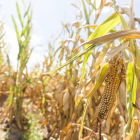 Imagen de una superficie agrícola en la que se ven los efectos de la sequía
