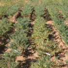 Una plantación experimental de garbanzos en Valdeviejas, en una fotografía de archivo.