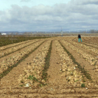 Imagen de un campo de remolacha en la provincia de León en el momento de su cosecha. MARCIANO PÉREZ