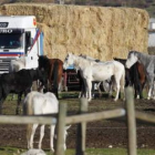 Los caballos, visiblemente famélicos, acuden al camión de paja enviado por la Junta