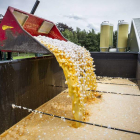 Una máquina desecha en una granja de Holanda los huevos contaminados. PATRICK HUISMAN