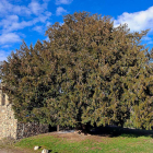 El tejo de San Cristóbal