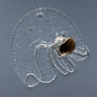 Una larva de nemertino del género Hubrechtella. Svetlana Maslakova