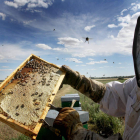 Imagen de archivo de un apicultor en pleno trabajo. BRÁGIMO