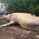 La ballena jorobada que ha aparecido muerta en mitad de la selva del Amazonas, a 15 metros del océano.