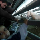 Un pequeño y su padre contemplan uno de los ejemplares de la feria