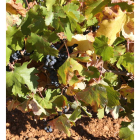 La uva, esencia del producto.