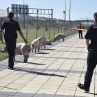 Varios efectivos agrupan al ganado porcino. WIFREDO GARCÍA
