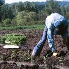 Un agricultor plantando pimientos en el Bierzo.